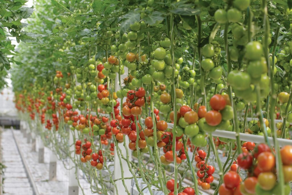 Reasons Tomato Picking Jobs Are Lucrative