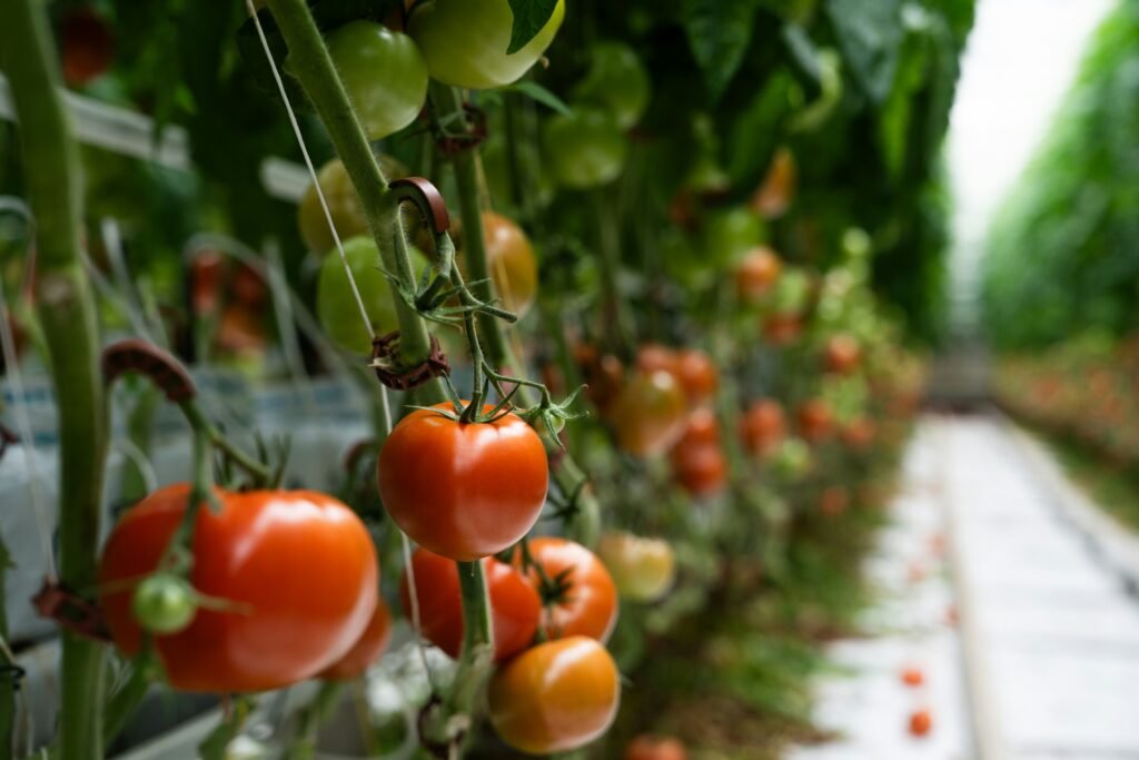 Eligibility Criteria To Meet For Tomato Picking Jobs In Canada