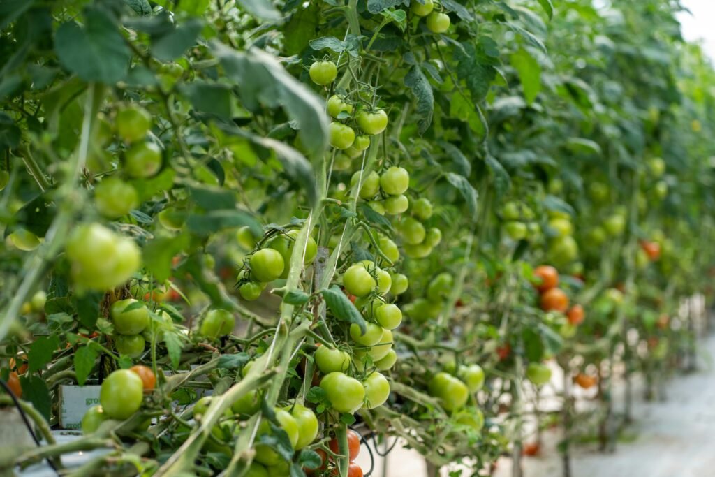 How to Apply for Tomato Picking Jobs